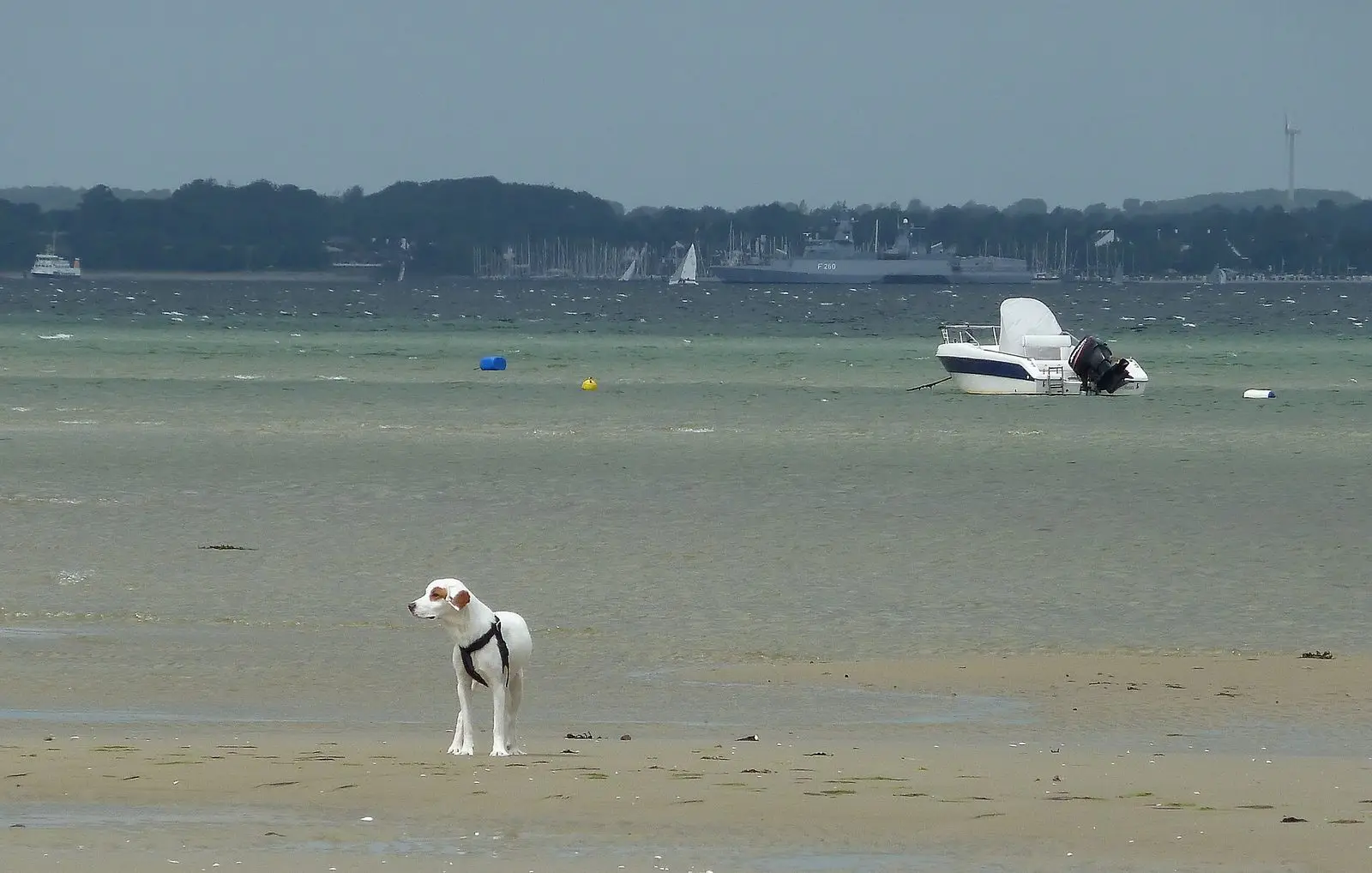 Hund im flachen Wasser an der Ostsee östlich von Kiel, im Hintergrund Boote
