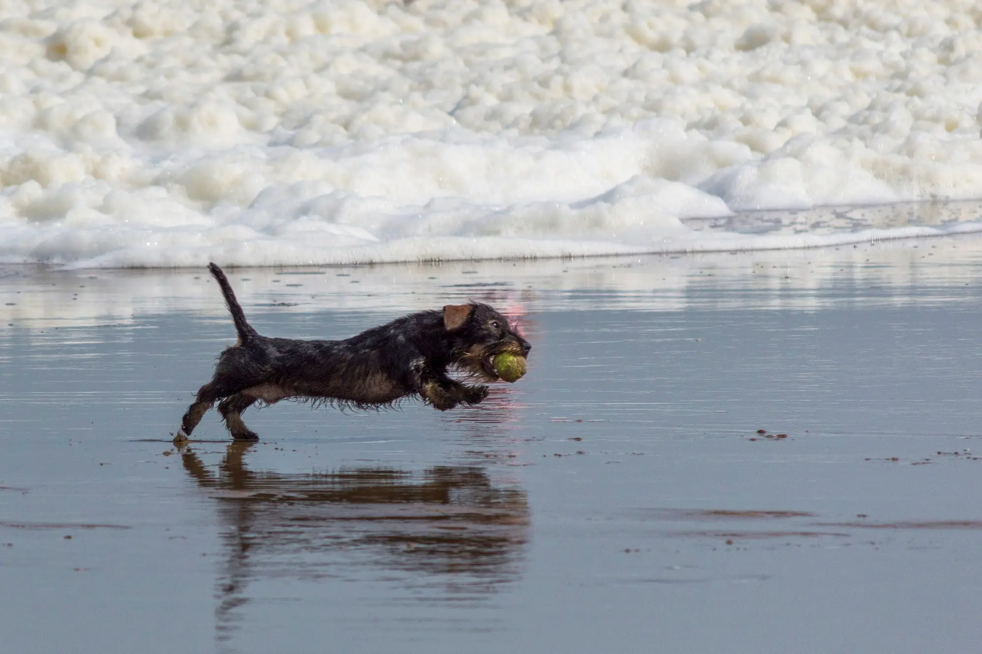 Kleiner Hund rennt mit einem Ball im Maul über den nassen Sandstrand