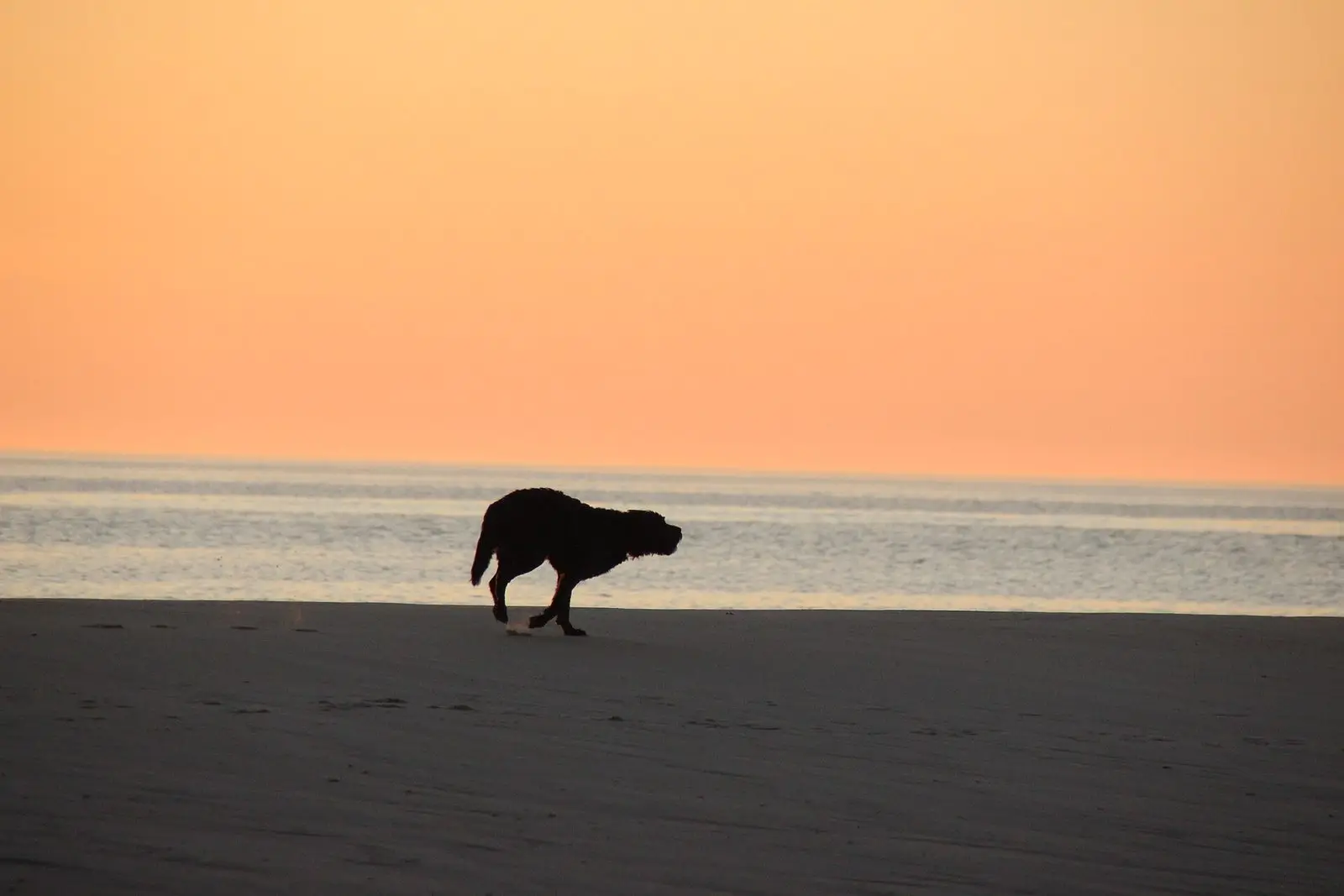 Hund läuft im Sonnenuntergang über den Nordseestrand von Søndervig