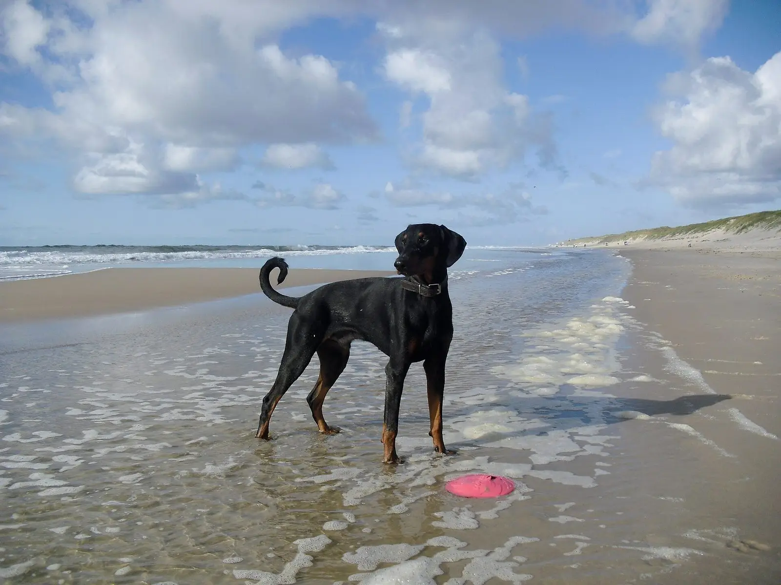 Junger schwarzbrauner Hund mit Frisbee in der Brandung am Sylter Weststrand