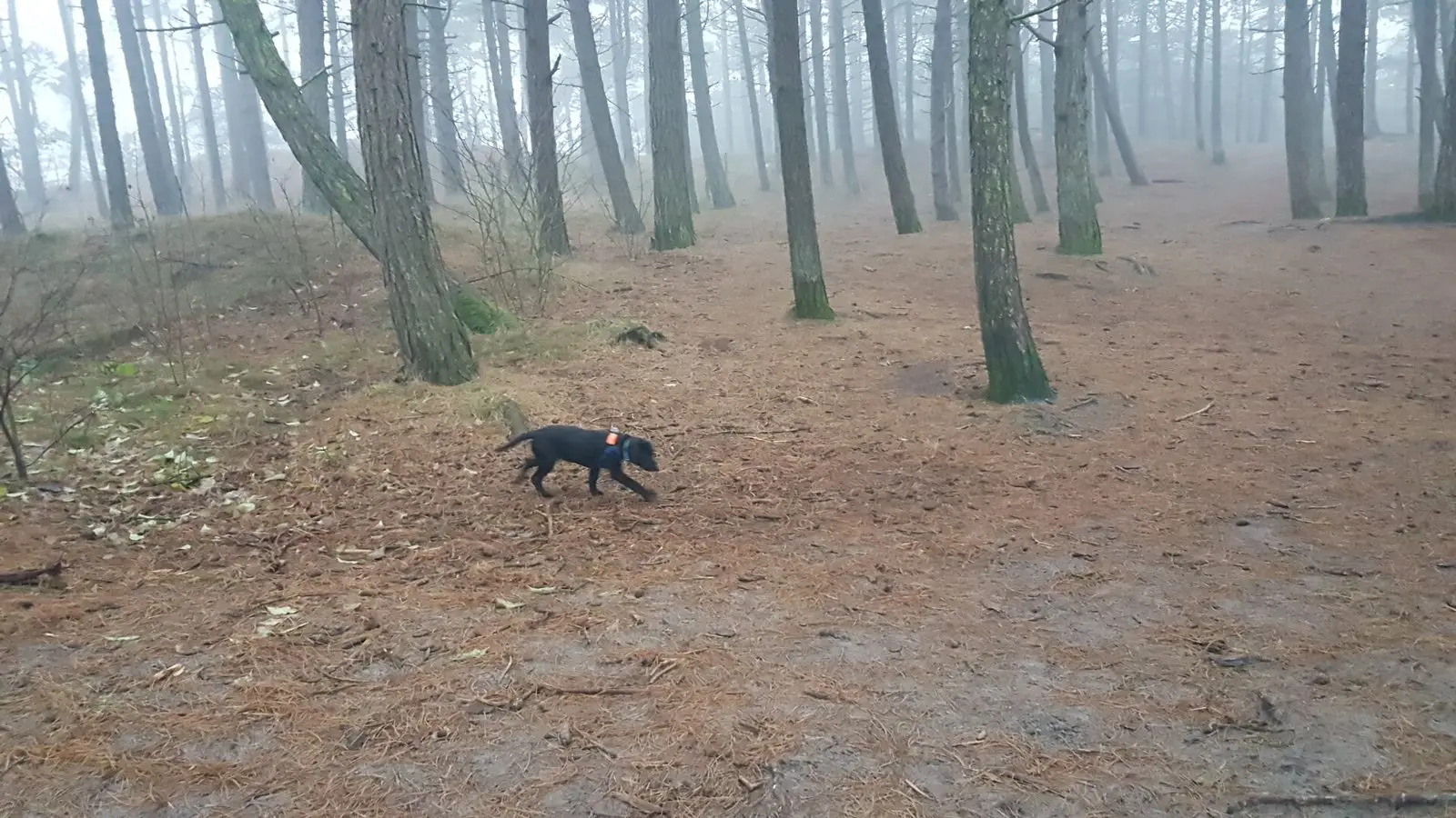 Hund läuft frei durch die Hundeskov in der Kirkeby Plantage