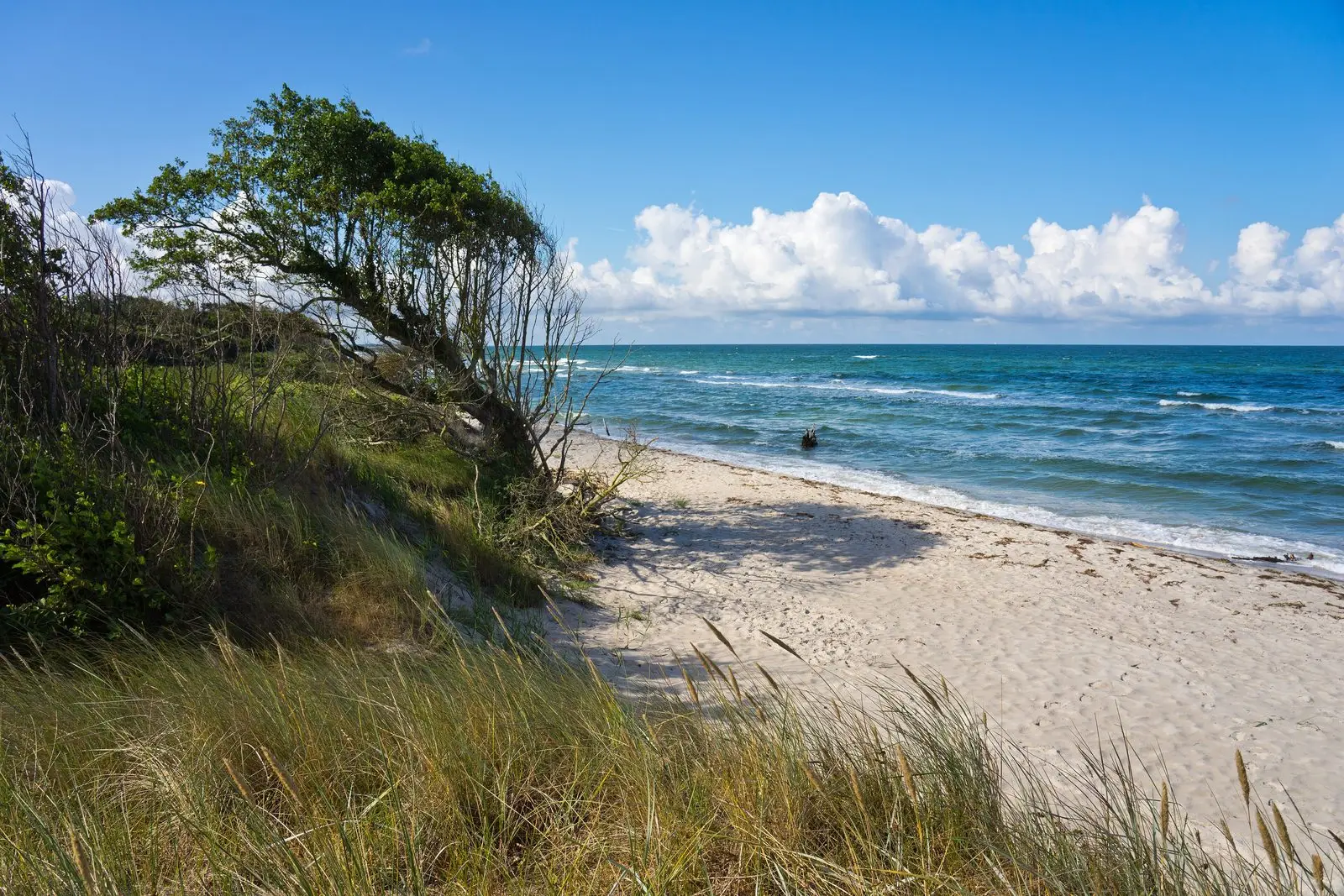 Windflüchter an den Dünen des Darßer Weststrands mit Blick auf die Ostsee
