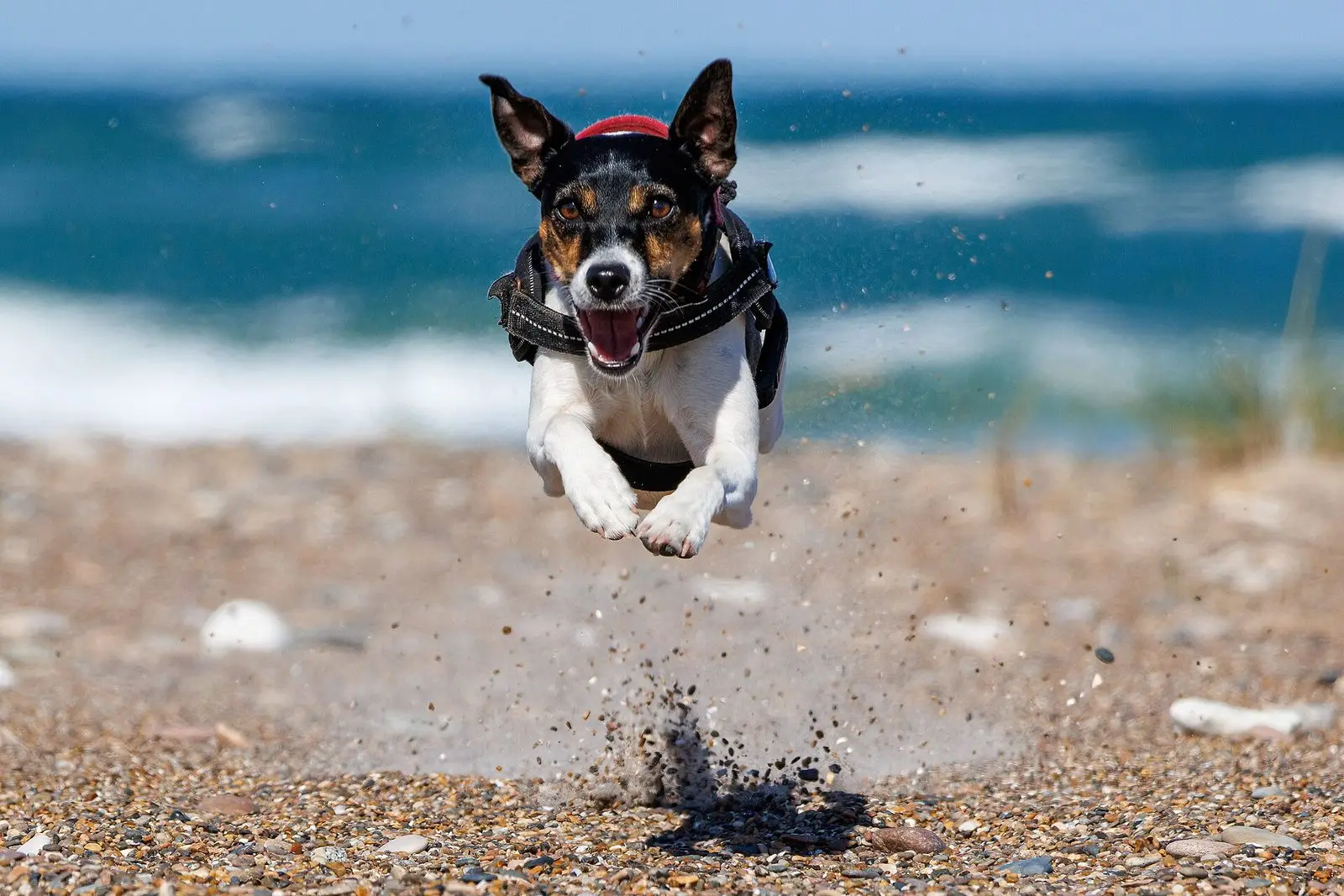 Kleiner Hund springt über den Strand von Slettestrand an der Jammerbucht