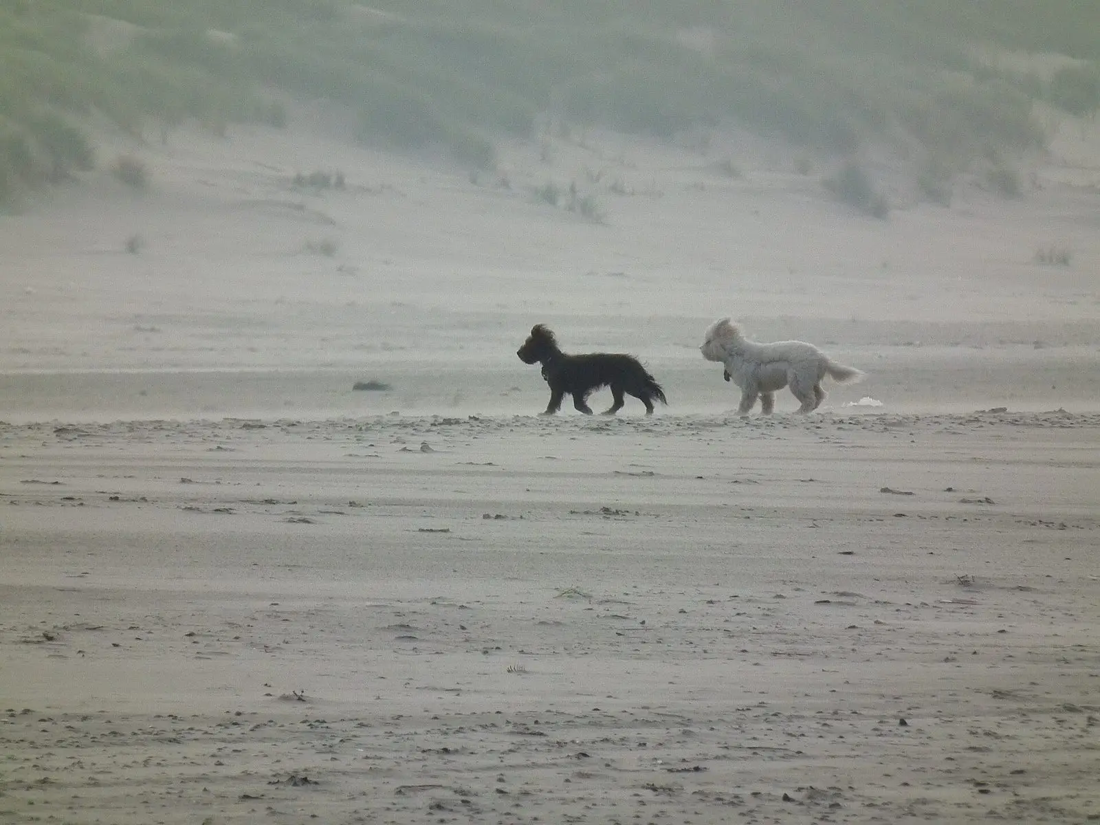 Ein schwarzer und ein weißer Hund toben vor den Dünen am Strand von Juist