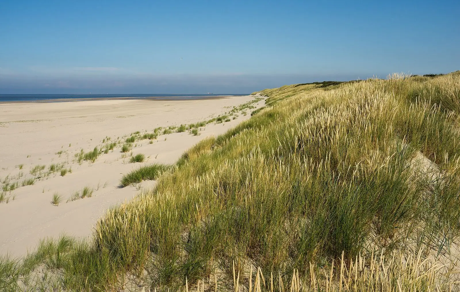 Dünen mit Strandhafer am Strand im Nordosten von Wangerooge