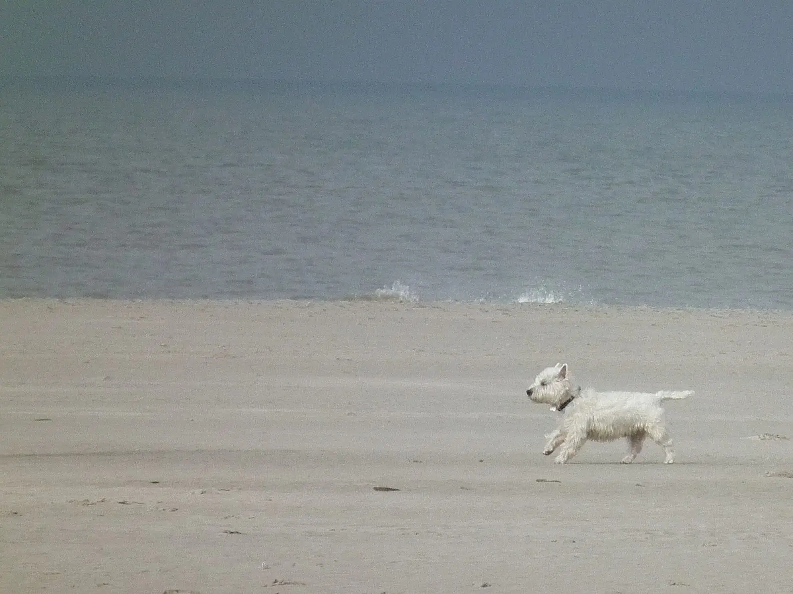 West Highland White Terrier läuft über den Strand von Juist