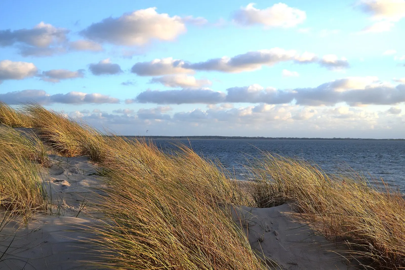 Strandhafer auf der Düne am Strand von Utersum, dahinter die Nordsee