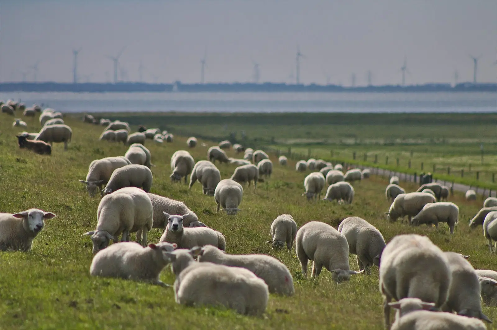 Schafherde auf dem Nordseedeich bei Burhave