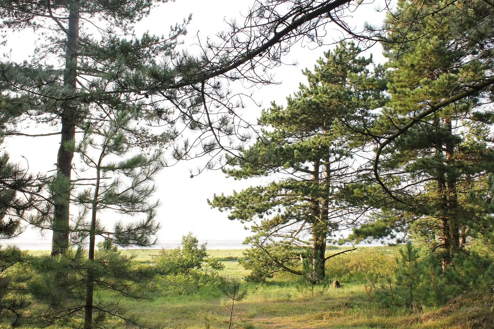 Blick aus dem Kiefernwald Wernerwald in Sahlenburg auf Salzwiesen und Nordsee