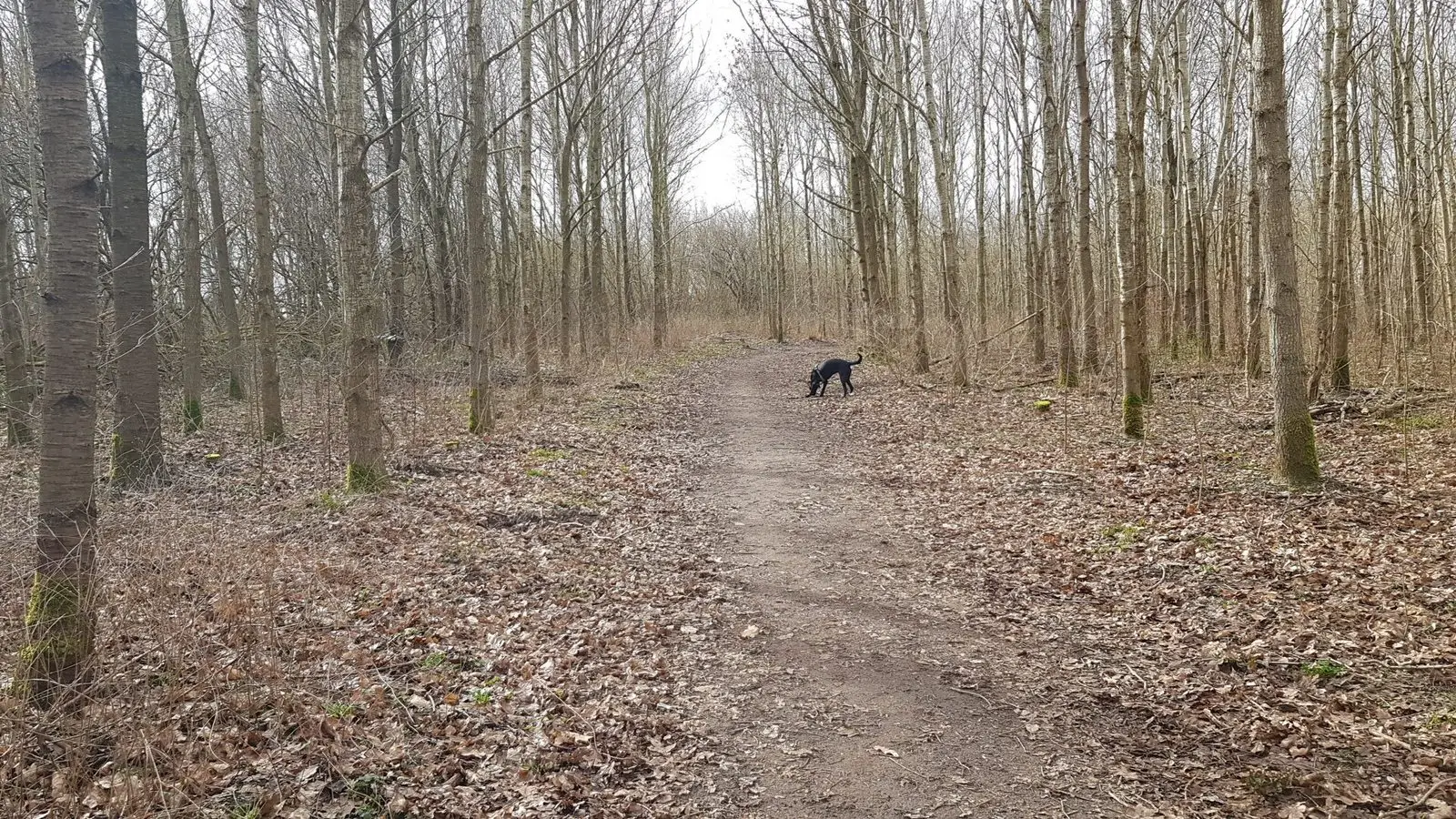 Hund auf einem Waldweg in der Espe Hundeskov auf Fünen