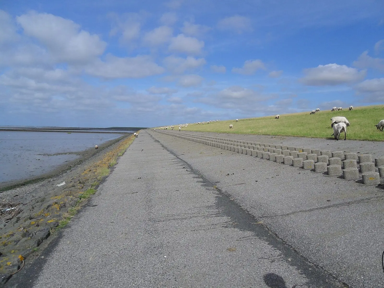 Deichweg bei Norden/Norddeich mit grasenden Schafen und Watt