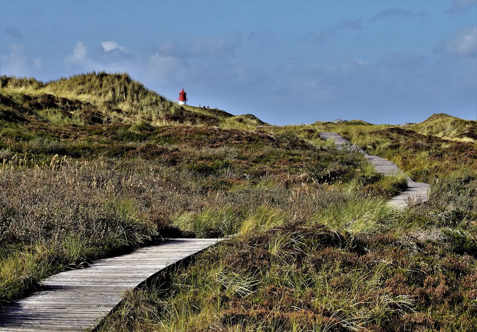 Bohlenweg durch Heide und Dünen, im Hintergrund ein kleiner rot-weißer Leuchtturm