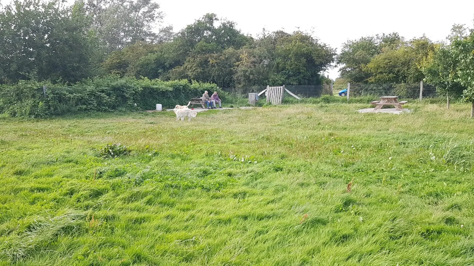 Hund auf der eingezäunten Wiese der Middelfart Hundeskov