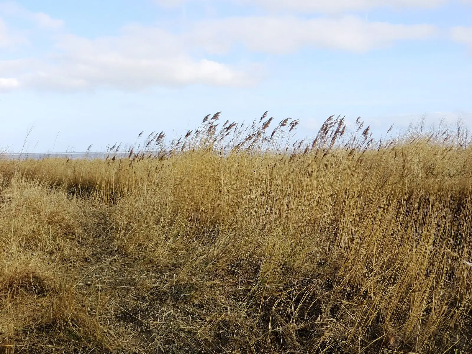 Schilf im Wind am Rand von Dangast