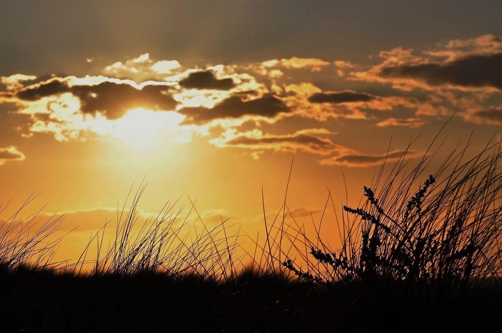 Sonnenuntergang über Strandhafer in den Dünen von Juist