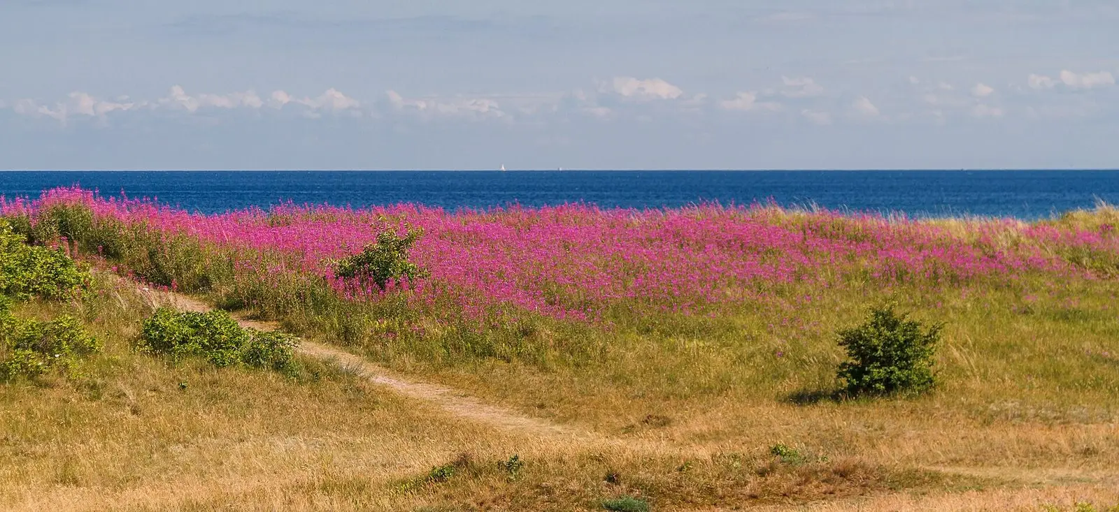 Blühende Dünen am Strand von Bøtø bei Marielyst auf Falster