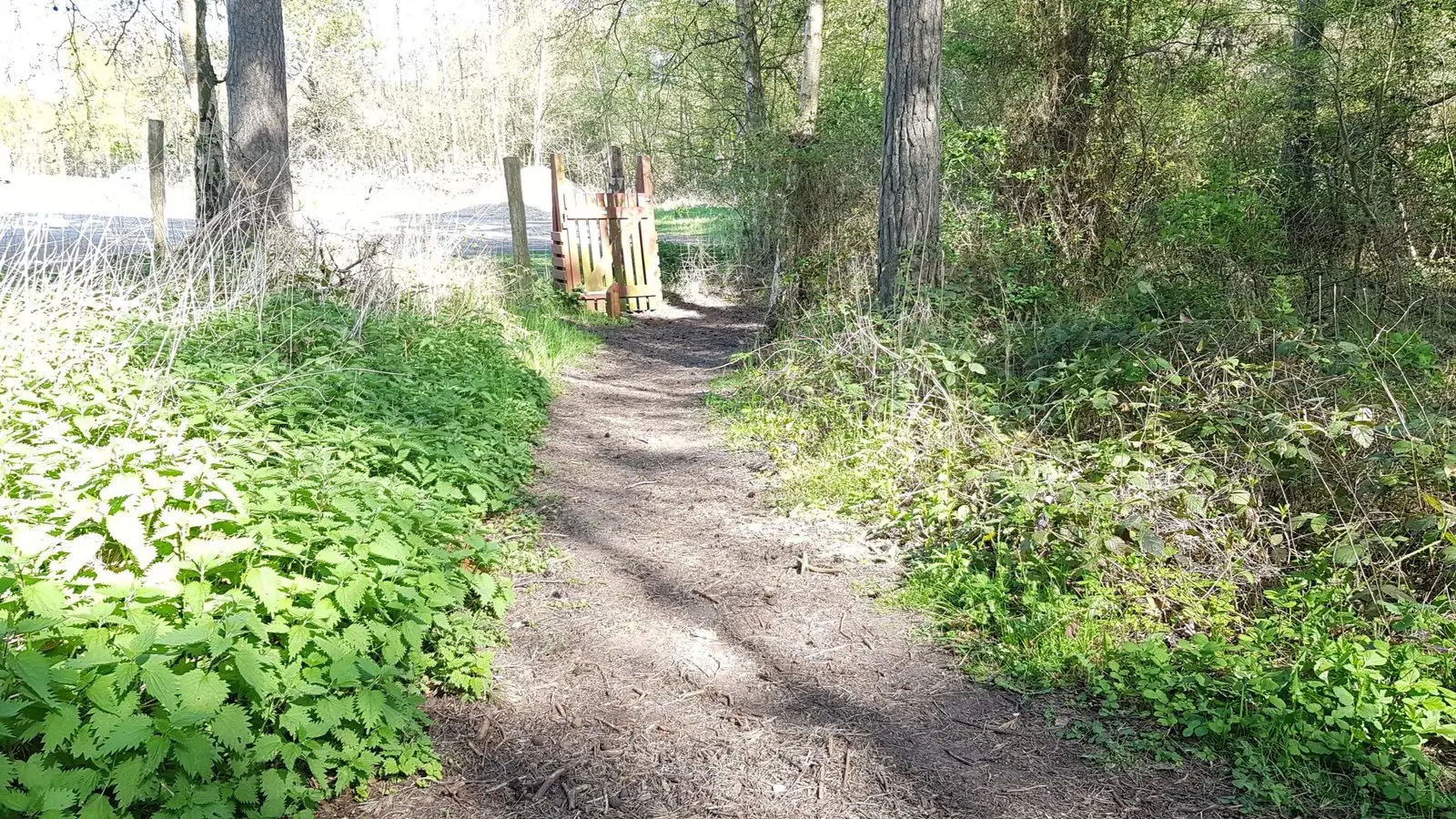 Waldpfad zum Tor der Bøtø Hundeskov bei Marielyst
