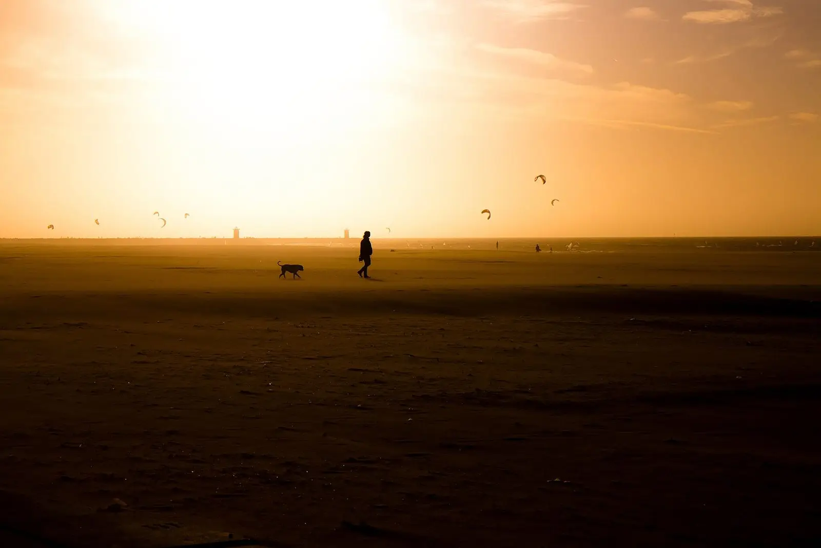 Hund und Spaziergänger als Silhouetten am Strand von Scheveningen im Sonnenuntergang